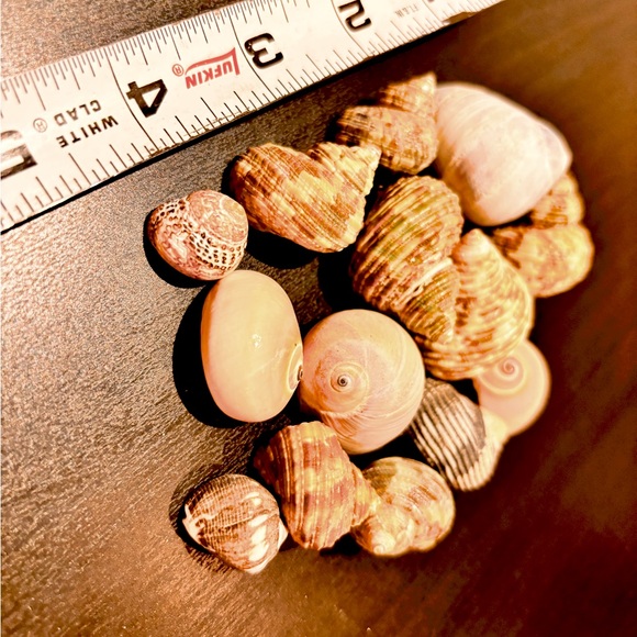 14 gastropod seashells, natural - Picture 2 of 3